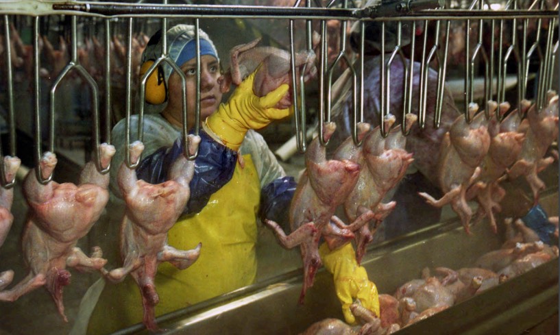 Poultry Workers Forced to Wear Diapers