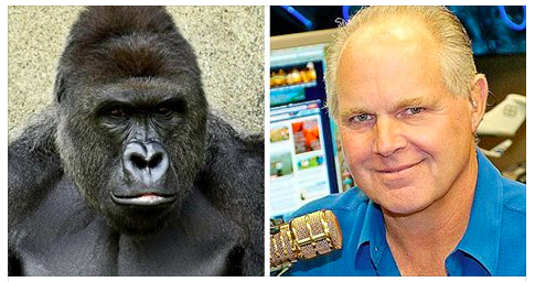 Rush Limbaugh Confused Why Gorillas Exist at All