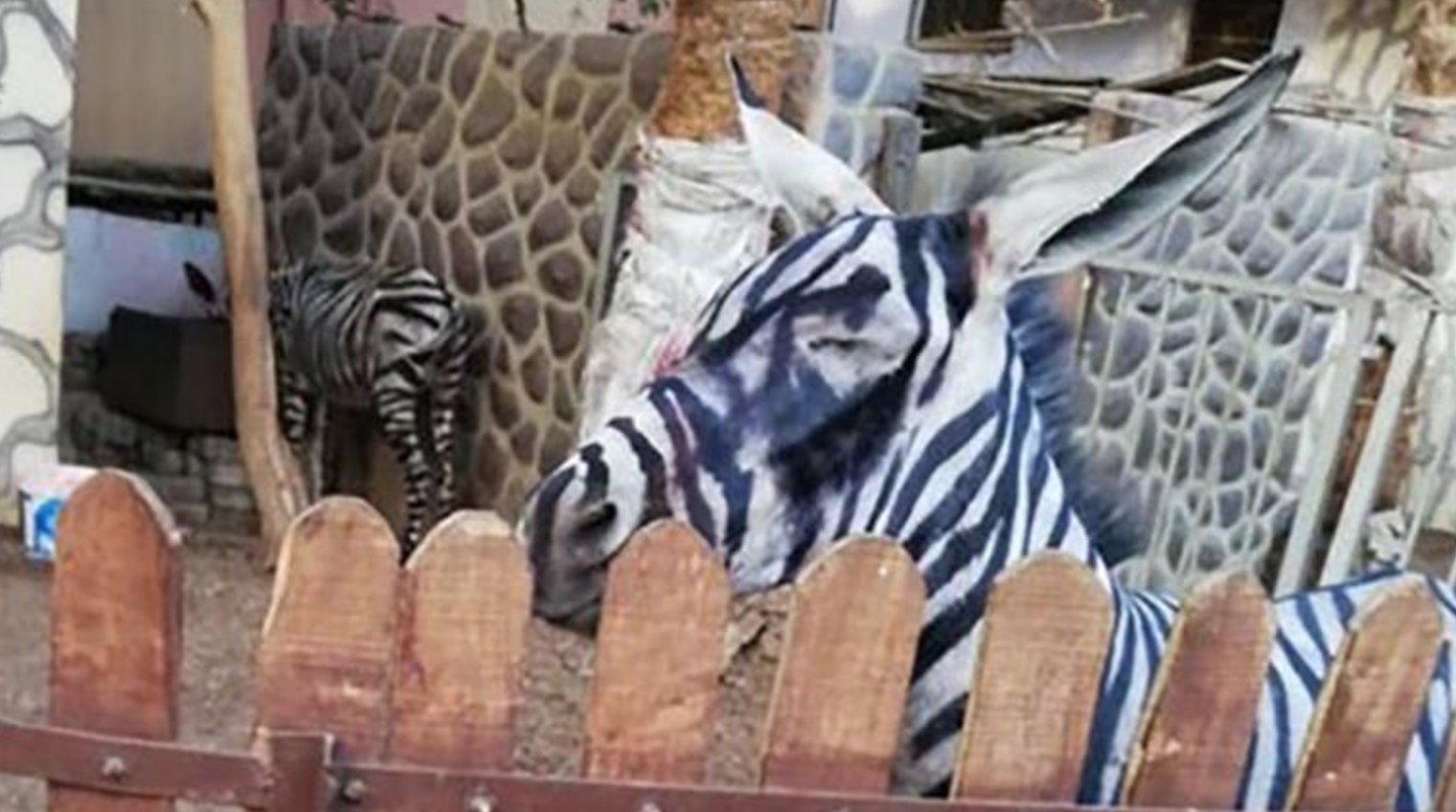 Zoo Under Fire For Painting a Donkey To Look Like a Zebra