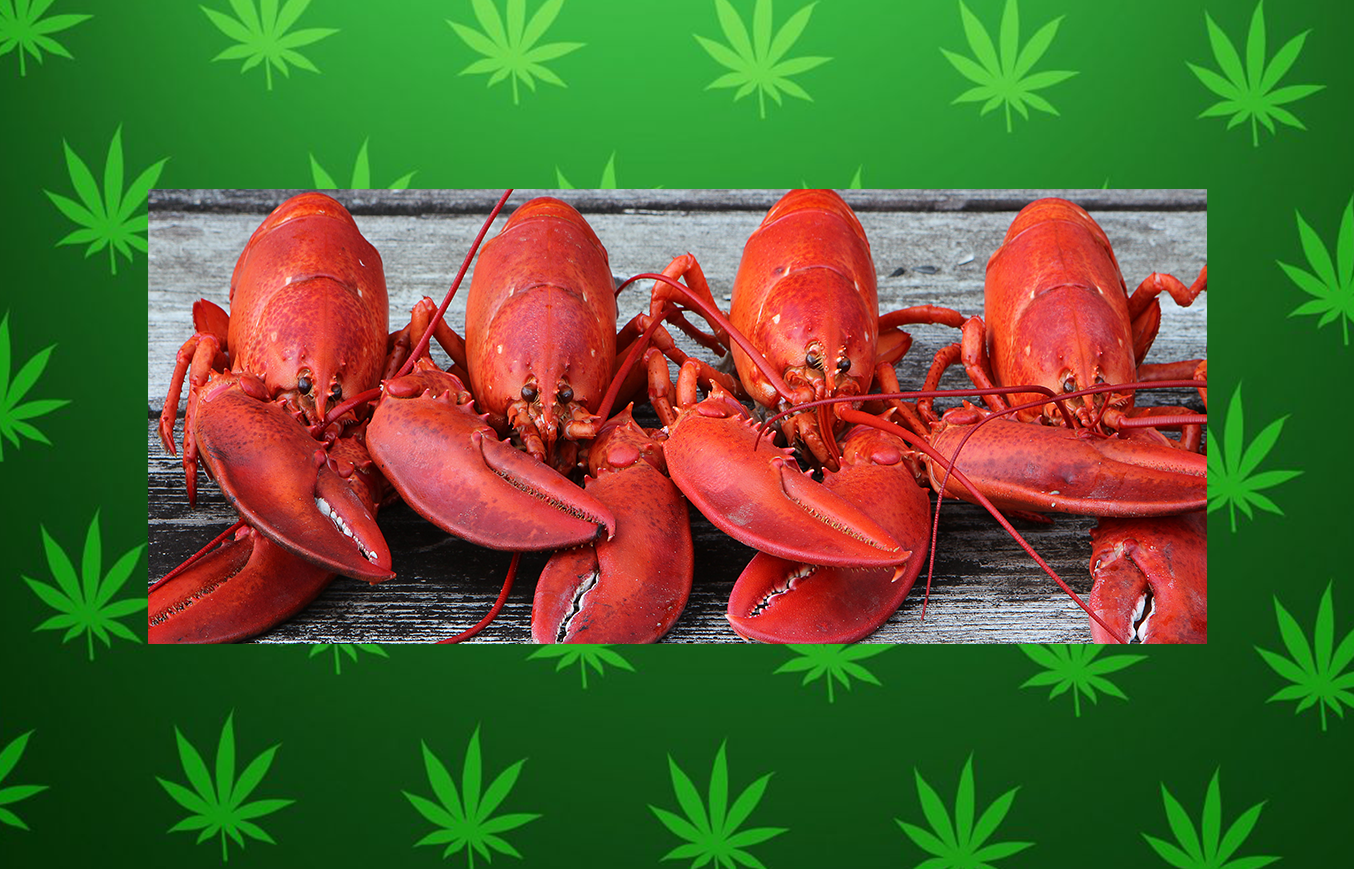 Maine Restaurant Gets Lobsters High To Calm Them Before Being Cooked