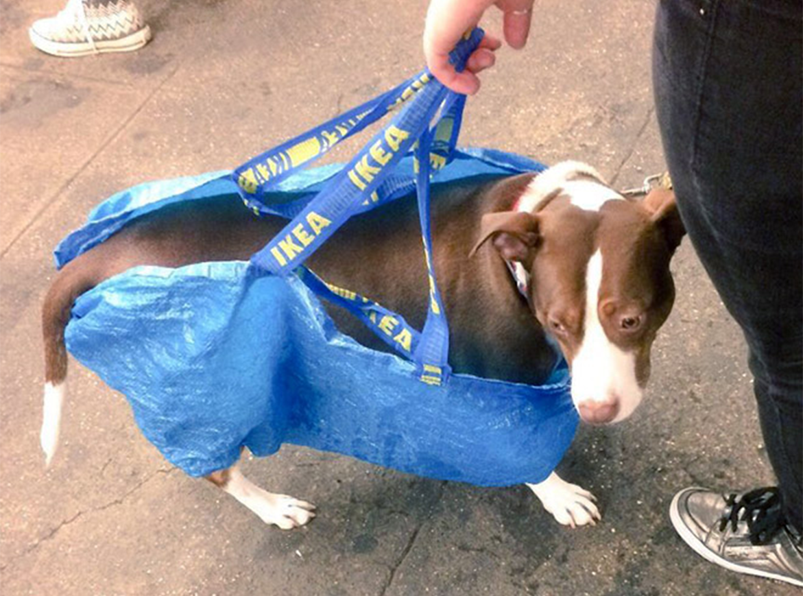 NYC Dog Owners Creatively Get Around 'Dog in Bag' Subway Rule