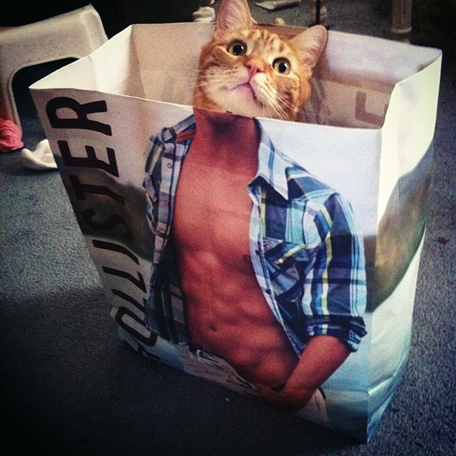 cats