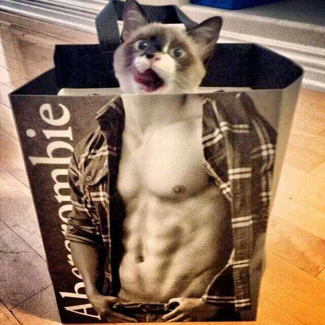 cats