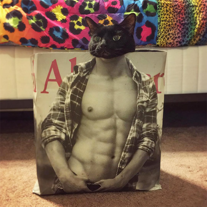 cats