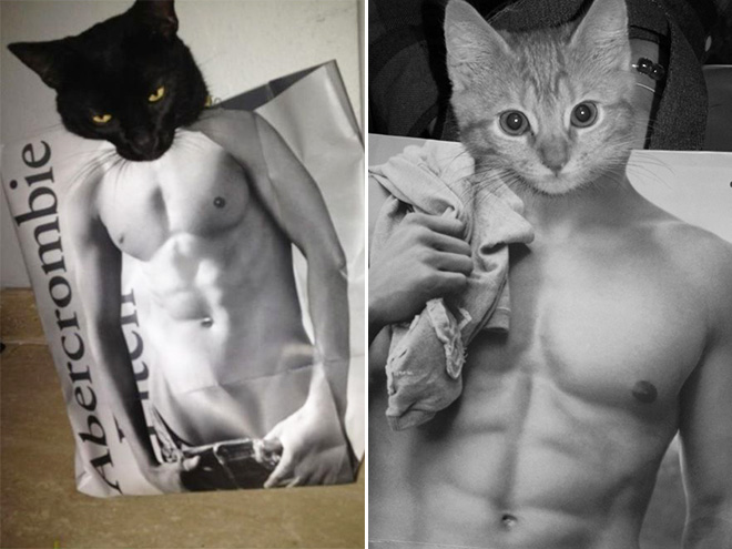cats