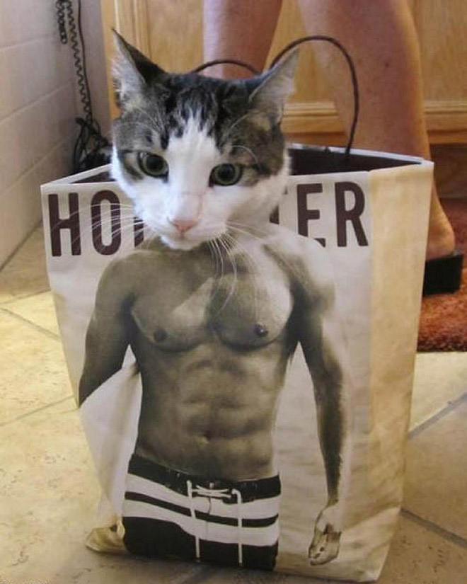 cats