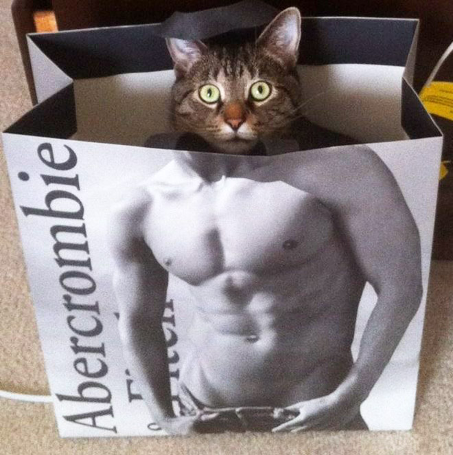 cats