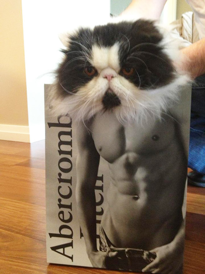 cats