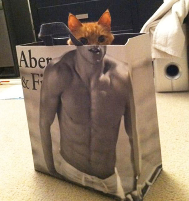cats