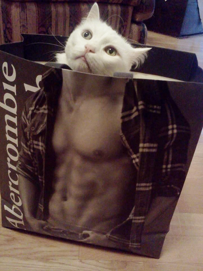 cats