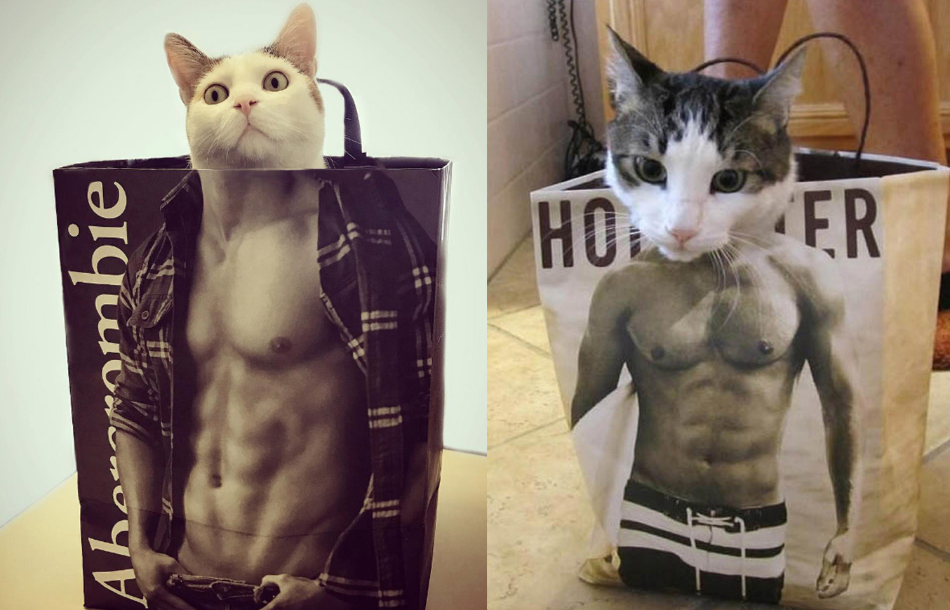 abercrombie cats