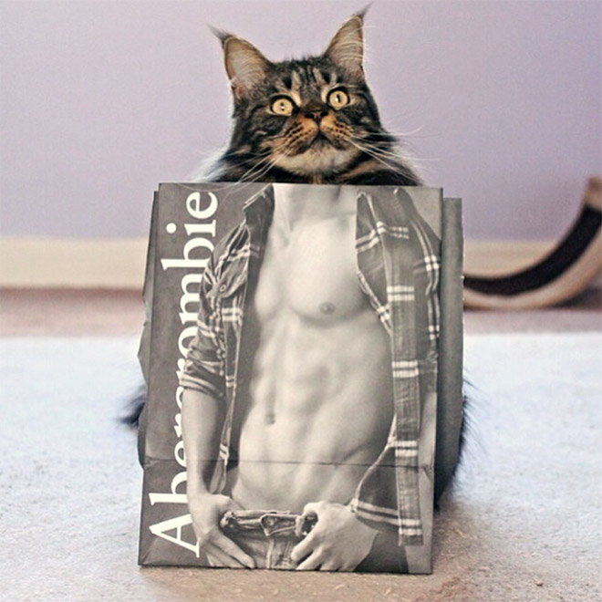 cats